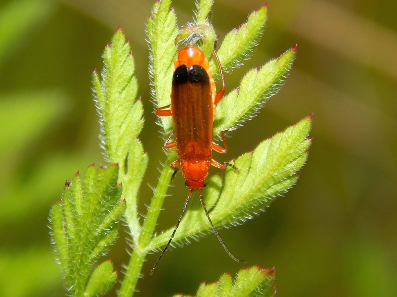 Rhagonycha fulva